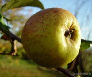 Culture de la pomme