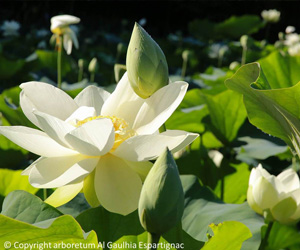 Fleurs de lotus de l'arboretum Al Gaulhia