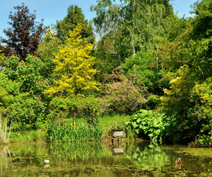 Au bord d'un étang dans l'arboretum de la Tuillière