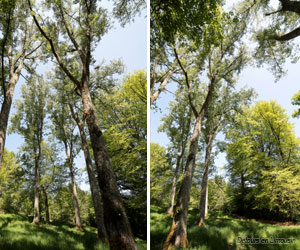 Arboretum de Saint-Setiers