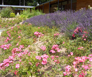 Lavandes dans les jardins de Sothys