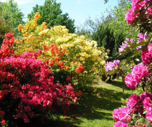 Azallées en fleurs dans les massifs du jardin