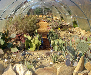 Quelques cactus du parc botanique