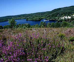 Lande du puy de la Croix