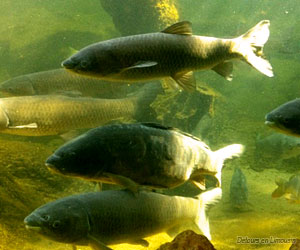 Bassins de l'aquarium du Bugue