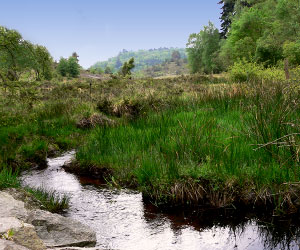 La Tourbière des Dauges