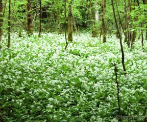 Le tapis de fleurs dans la forêt d'Epagne