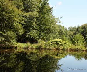 Forêt des Loges