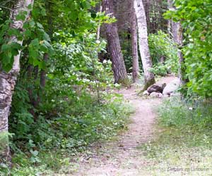 Sentiers en forêt