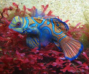 Poisson Cachemire - Aquarium du Limousin