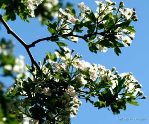 Arbre en fleur