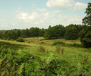 Une prairie