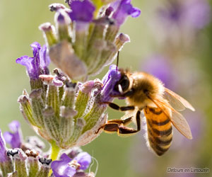 Une abeille en train de butiner...