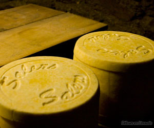 Fabrication du fromage Salers AOP