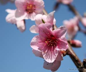 Fleurs de pêcher