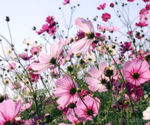 Un jardin à l'anglaise