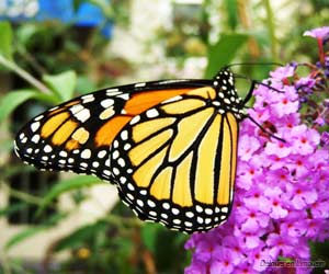 Roi du jardin, le papillon