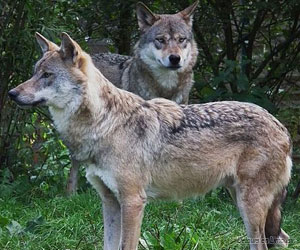 Les loups