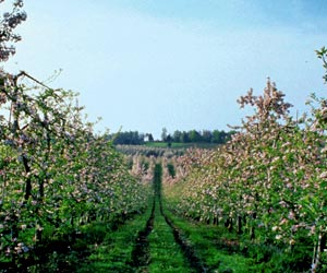 Les pommiers en fleurs