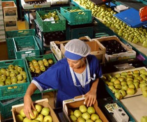 Coopérative fruitière, préparation des pommes