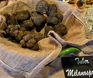 Truffe noire du Périgord