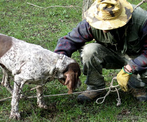 Chien truffier et son maître