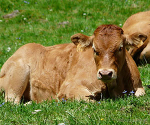 Veau de race limousine